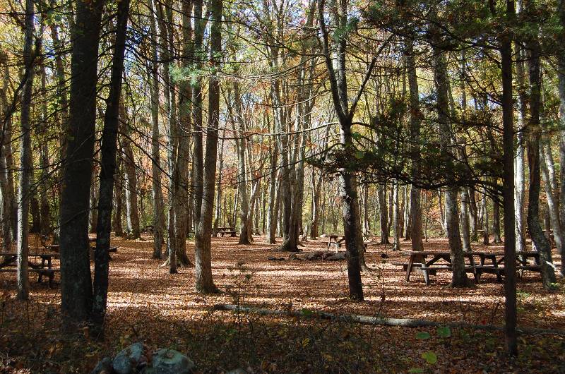 Camp Aquapaug forest camping area with trees and picnic tables.